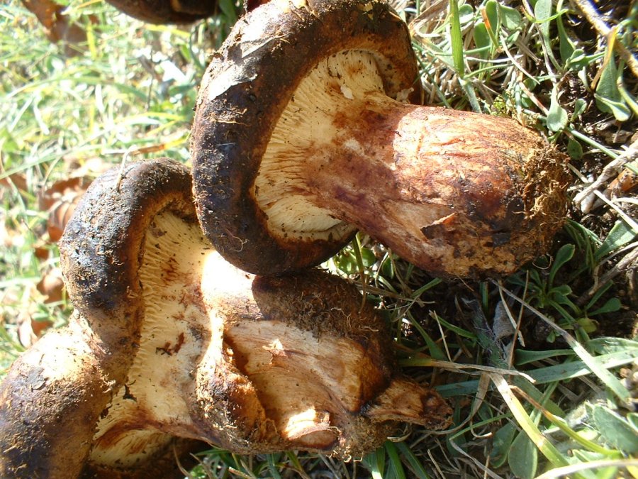 paxillus involutus